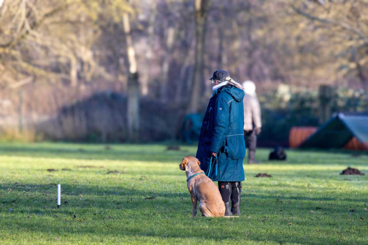 Hund in Bewegung