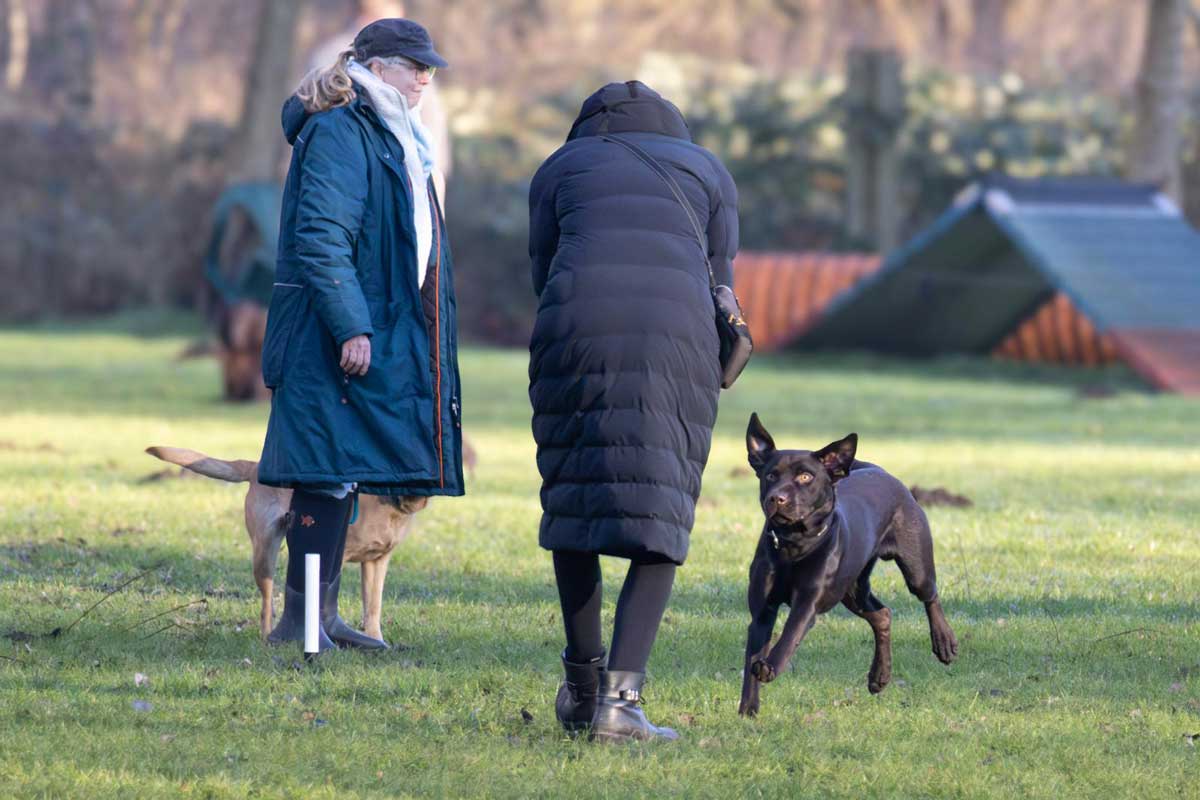 Hund und Mensch beim Üben